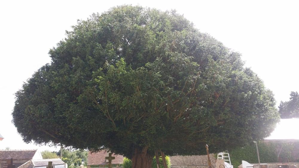 grand arbre
