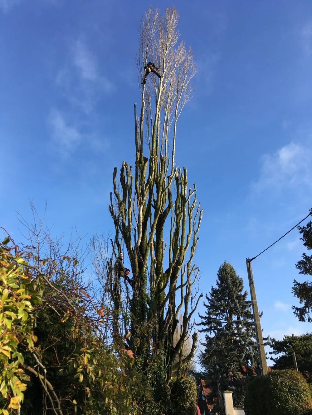 lagage arbre